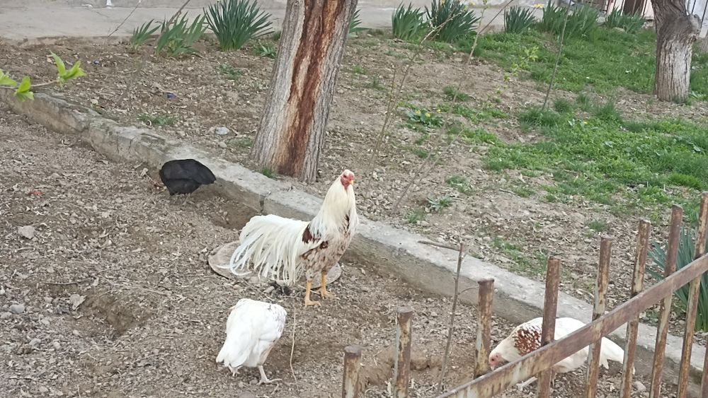 Yokogama dikorativ paranda