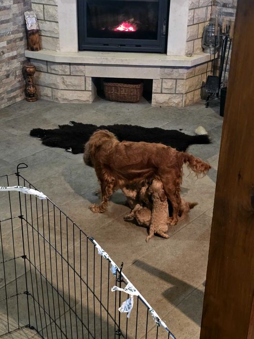 Свободни момичета си търсят стопани