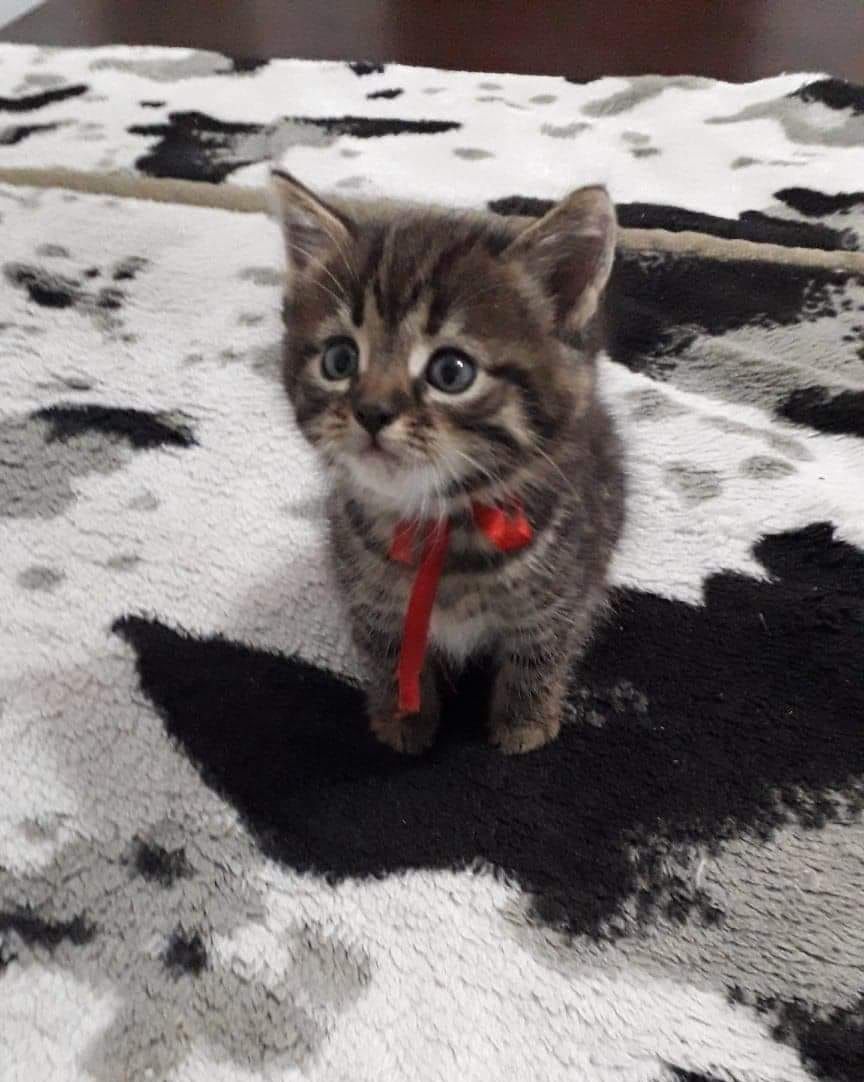 American Shorthair