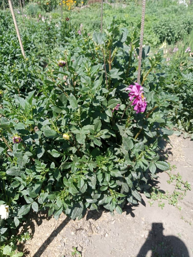 Продам кусты георгинов