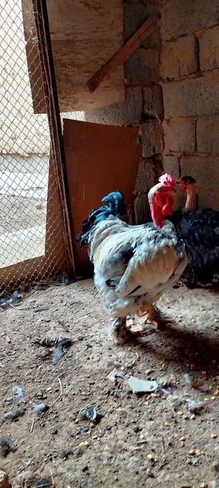 Galasheyka xòroz sotiladi