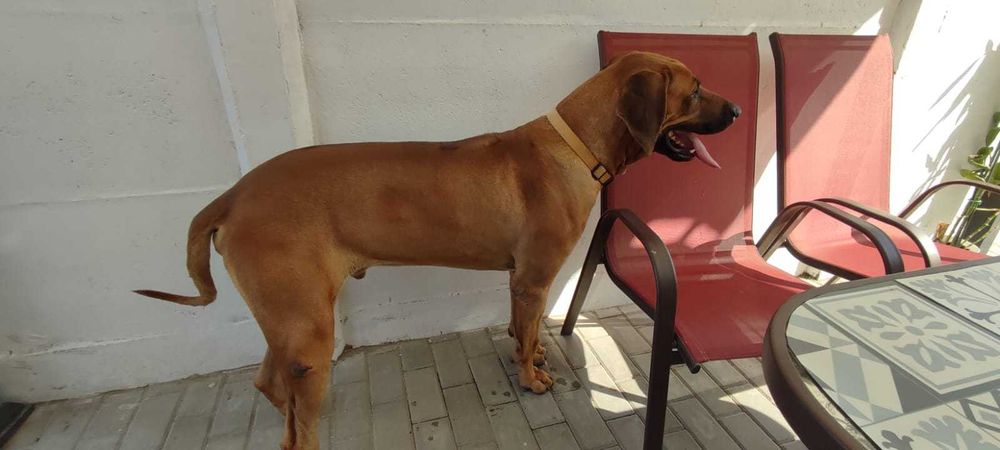 Adoptie Rhodesian Ridgeback