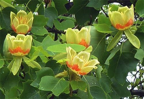 Arborele de Lalea