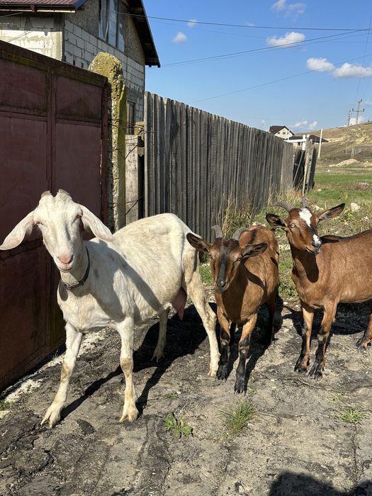 Vand Capre prețul este negociabil