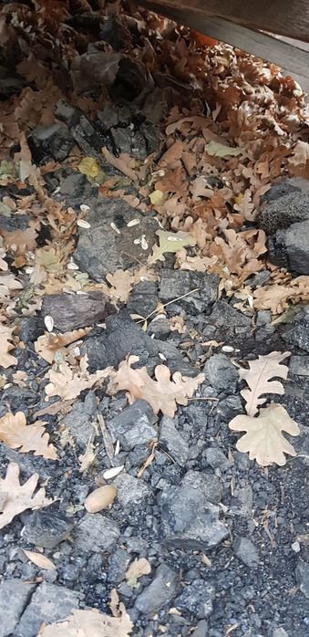 Продам уголь,самовывоз