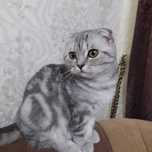 Вязка окрас очень красивий, дает хороших породистих котят