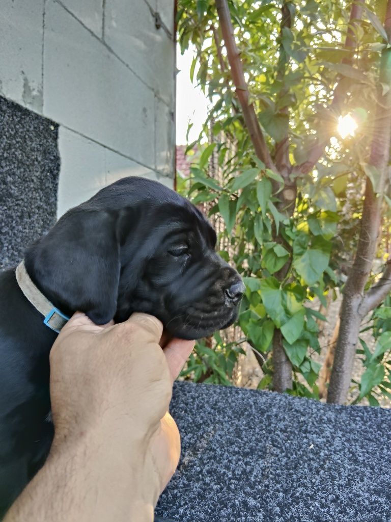 Cane Corso Italiano