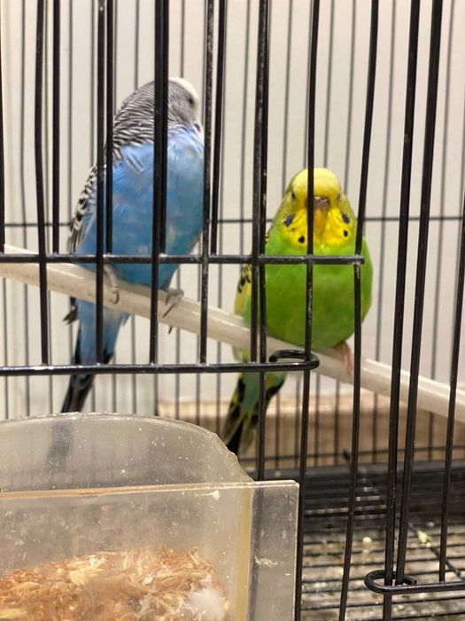 To'ti qushlar sotiladi par