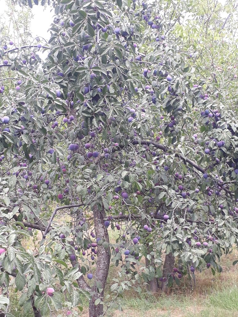 Продам саженцы чернослива дешово (олхори кучатлари)