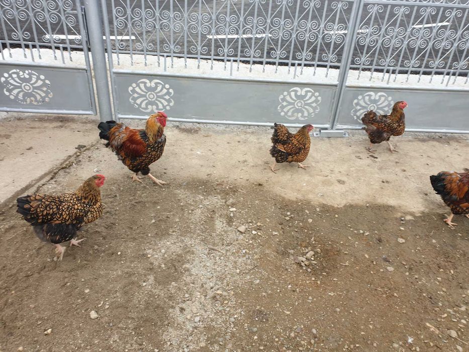 Găini și cocoși Wyandotte Gsg