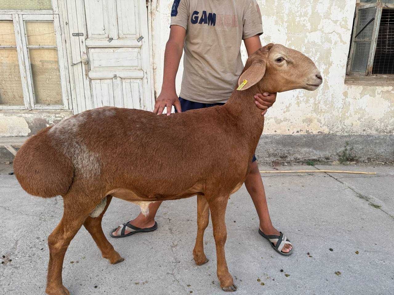 Арашан ва эдылбай ку́зи ку́чкорларни зу́ри