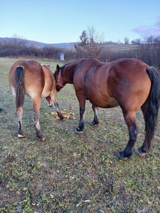 Vând manza de 6 luni