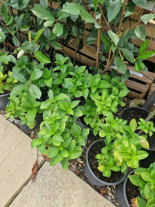 Hortensie  ''Adria''  Hydrangea