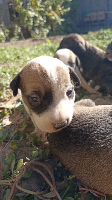 Pitbul kùshikler satiladi
