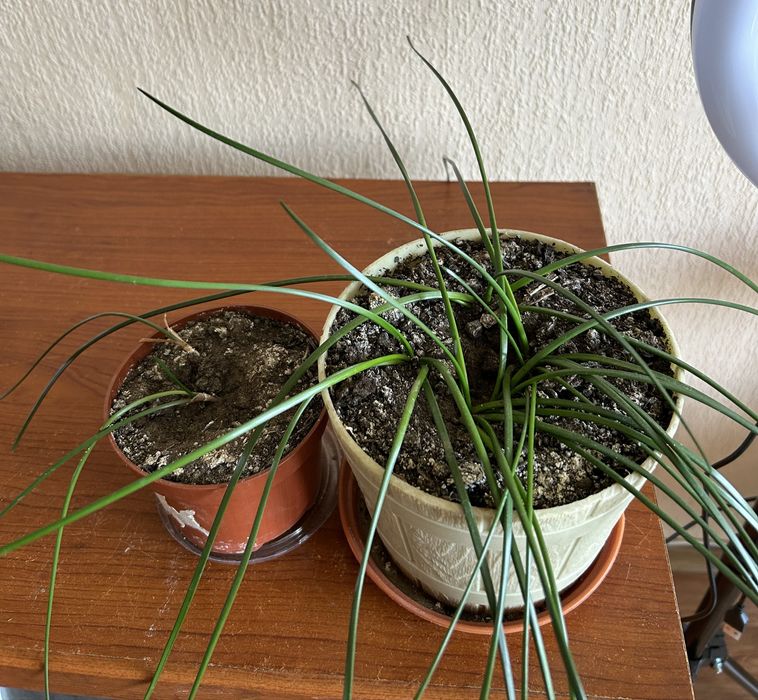 Продам  цветок зефирантес ( домашний подснежник)