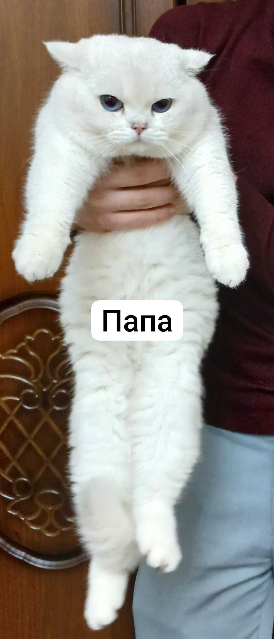 мушук сотилади, продается котёнок