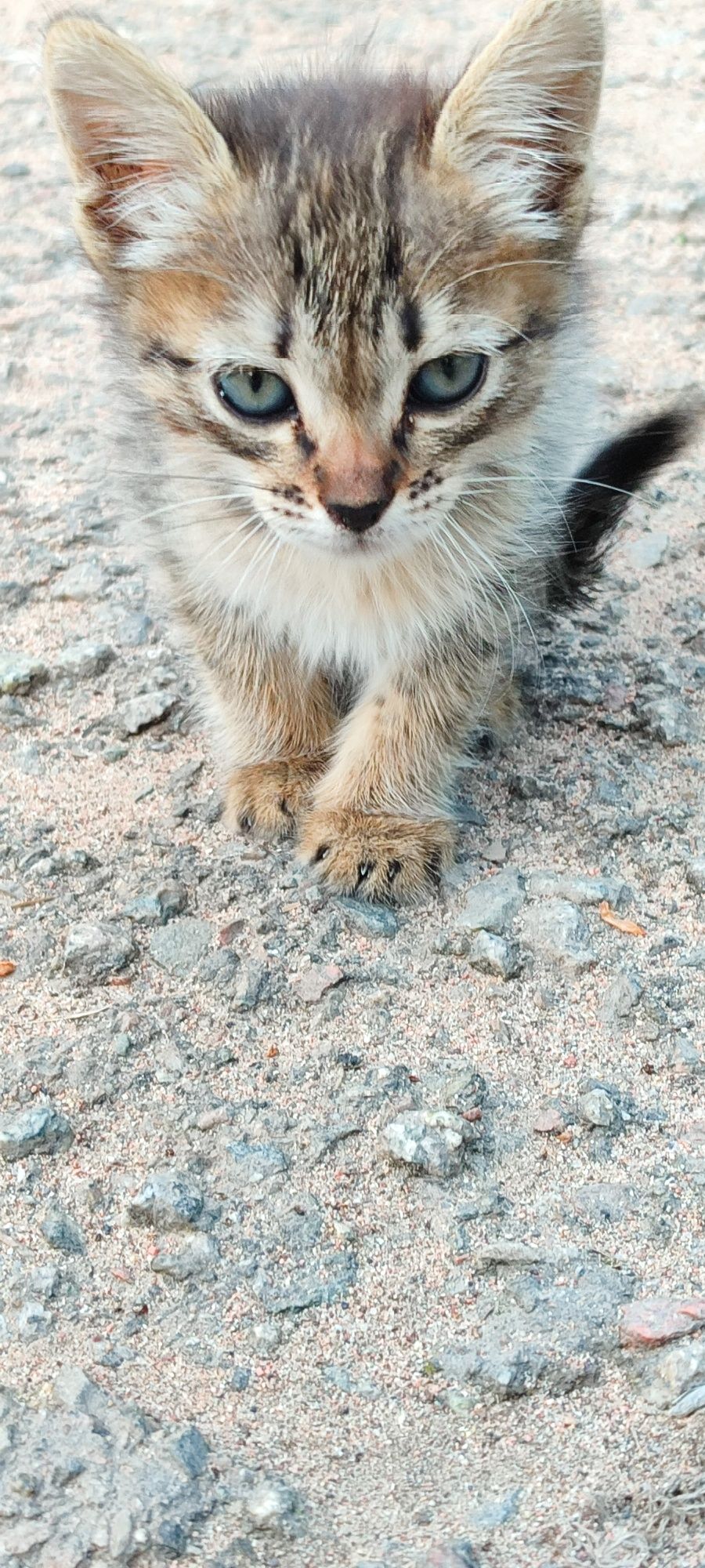 Маленький котёнок, девочка