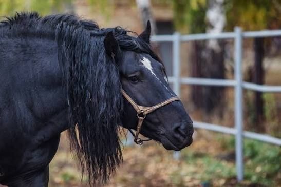 Жеребые кобылы обмен