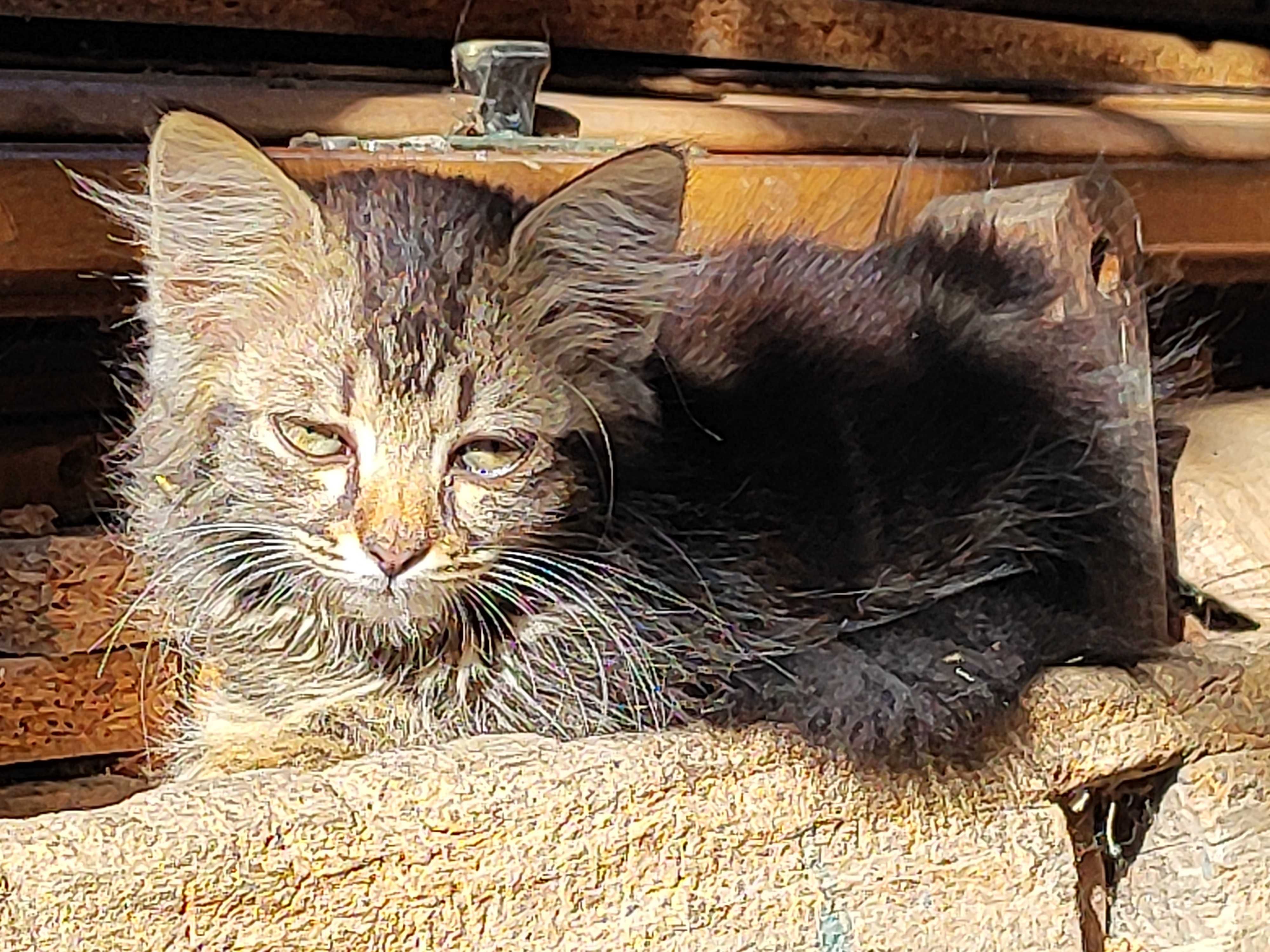 Котенца търсят своя Човек