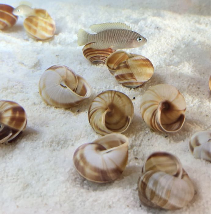 Lamprologus Similis Karilani WF