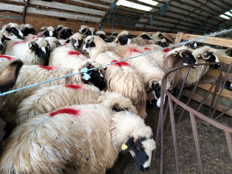 Oi de vânzare tinere