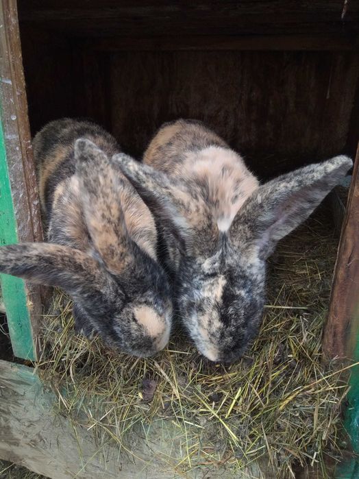 Vind doi masculi fluture belgian