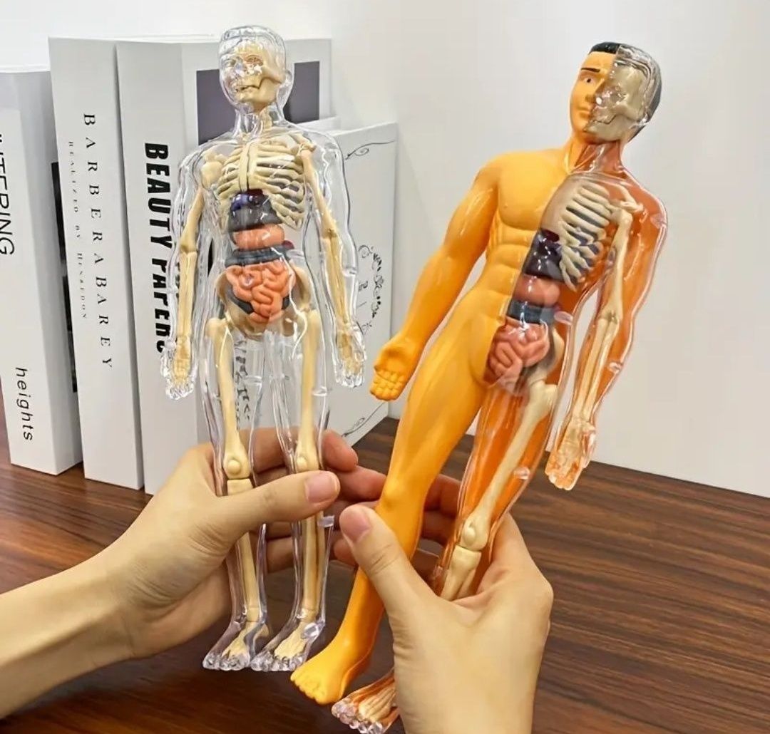 Corpul uman 3D Model Anatomic Organe și schelet Educativ copii