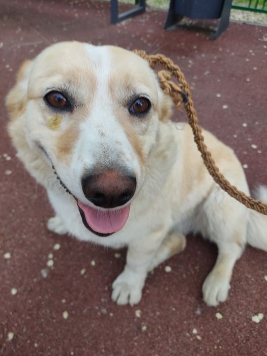 Потерялась собака