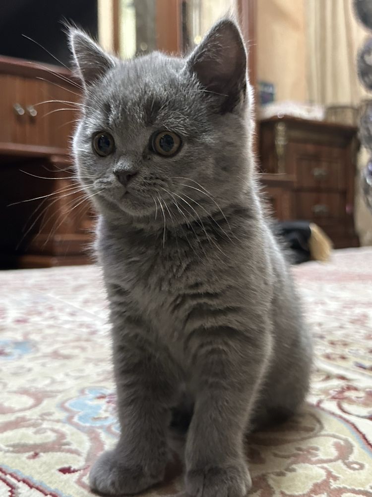Продам котят , цена договорная