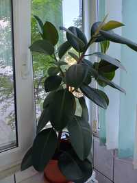 Vând plantă Ficus 80 cm