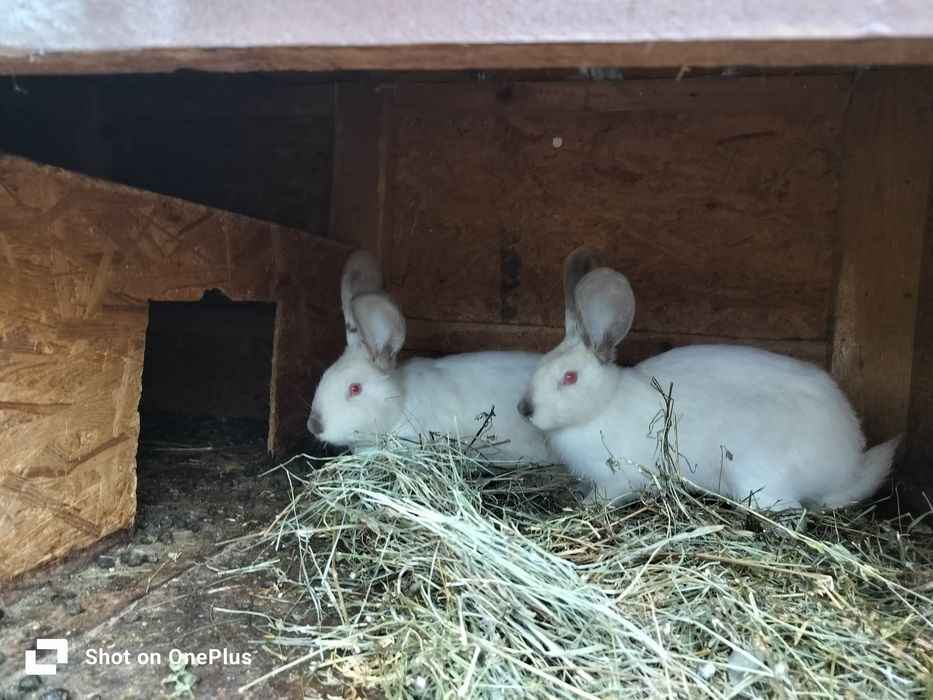 Uriaș de transilvania