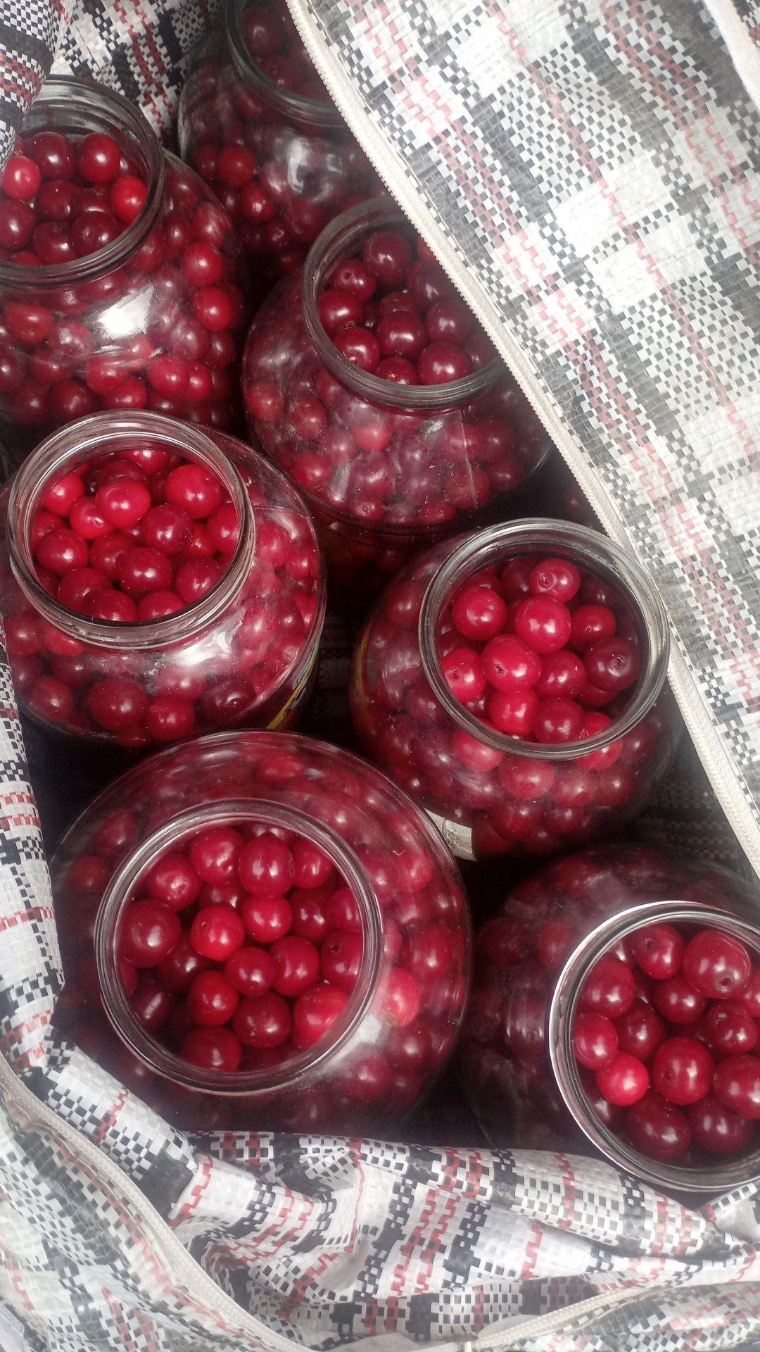 Продам вишню дачную