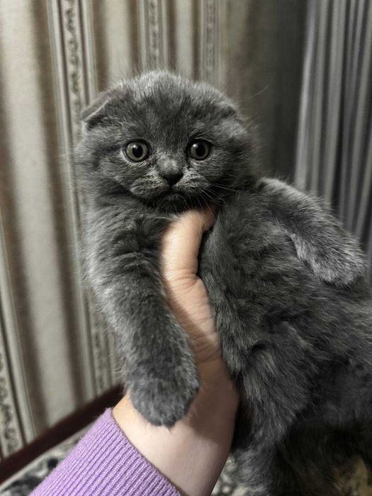 Britanskiy skotish fold mushukcha