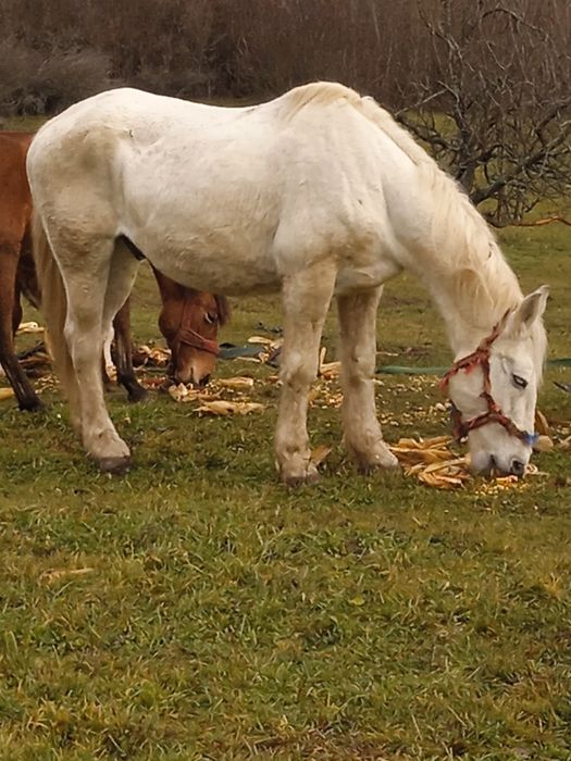Vând cal de căruță