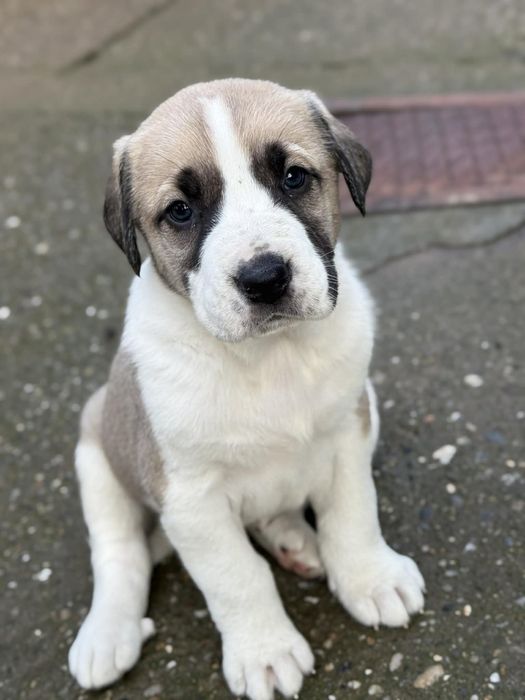 Продавам малки кучета