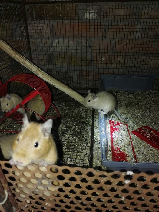 Vând veverițe degu