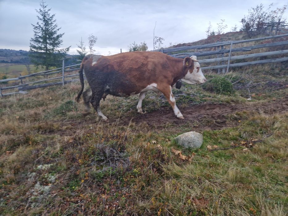 Vaca baltata românească de abator