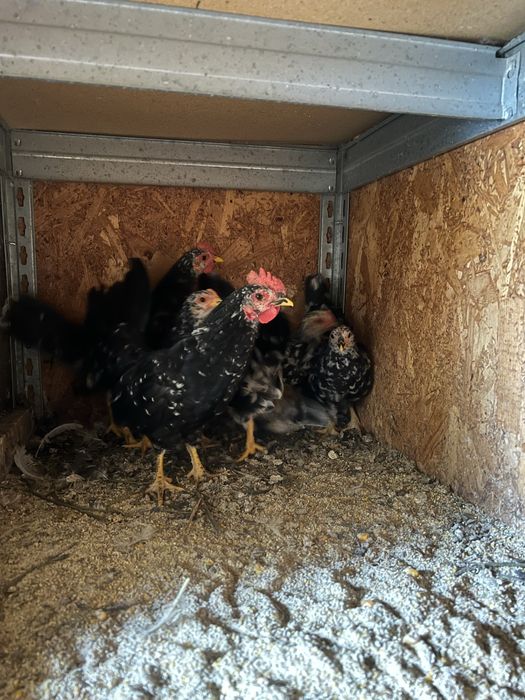 Chabo bobat tineri 2025 (2+5)