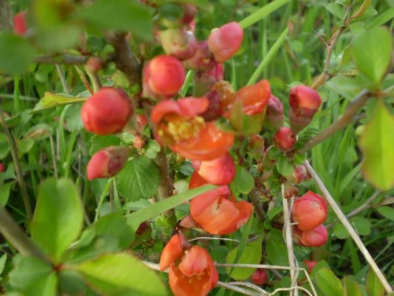 Ашладисване, озеленяване около Елхово, Ямбол, Бургас