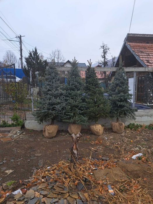 Vând Brazi argintii și verzi