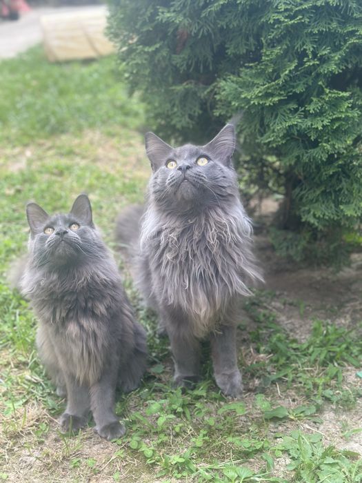 Felisa acreditata Maine Coon - Pedigree