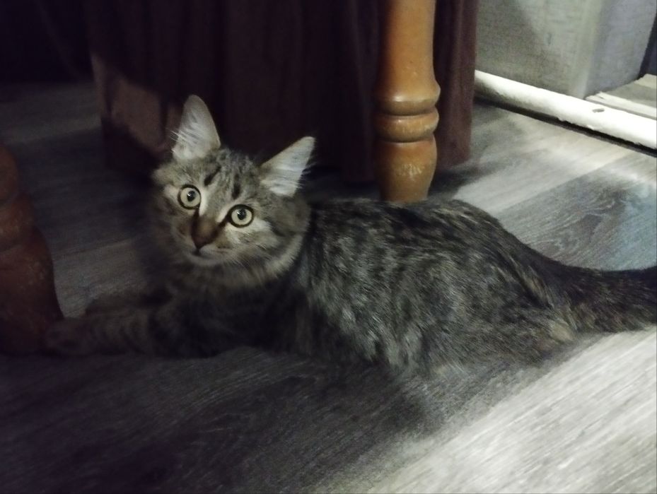 отдаю котят в хорошие руки