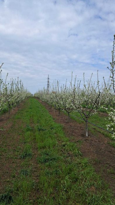 Vand 2 ha livada de pruni sistem intensiv