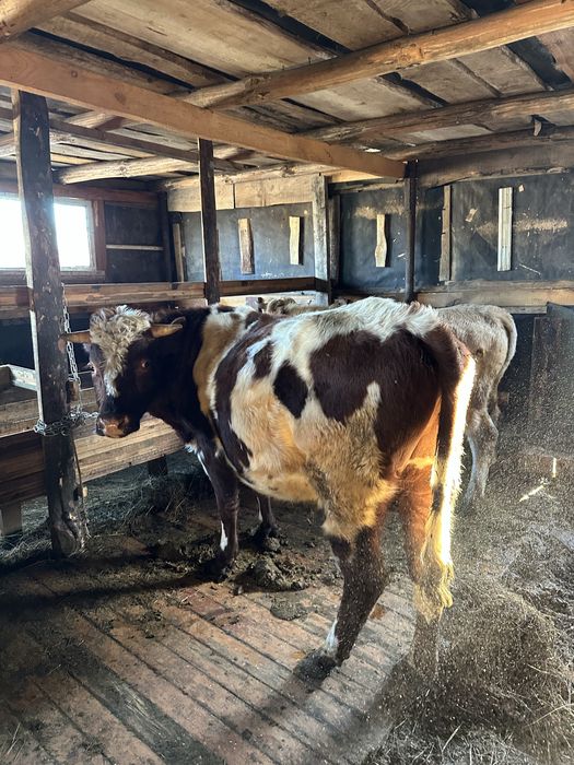 Продам два бычка 1.7 месячов