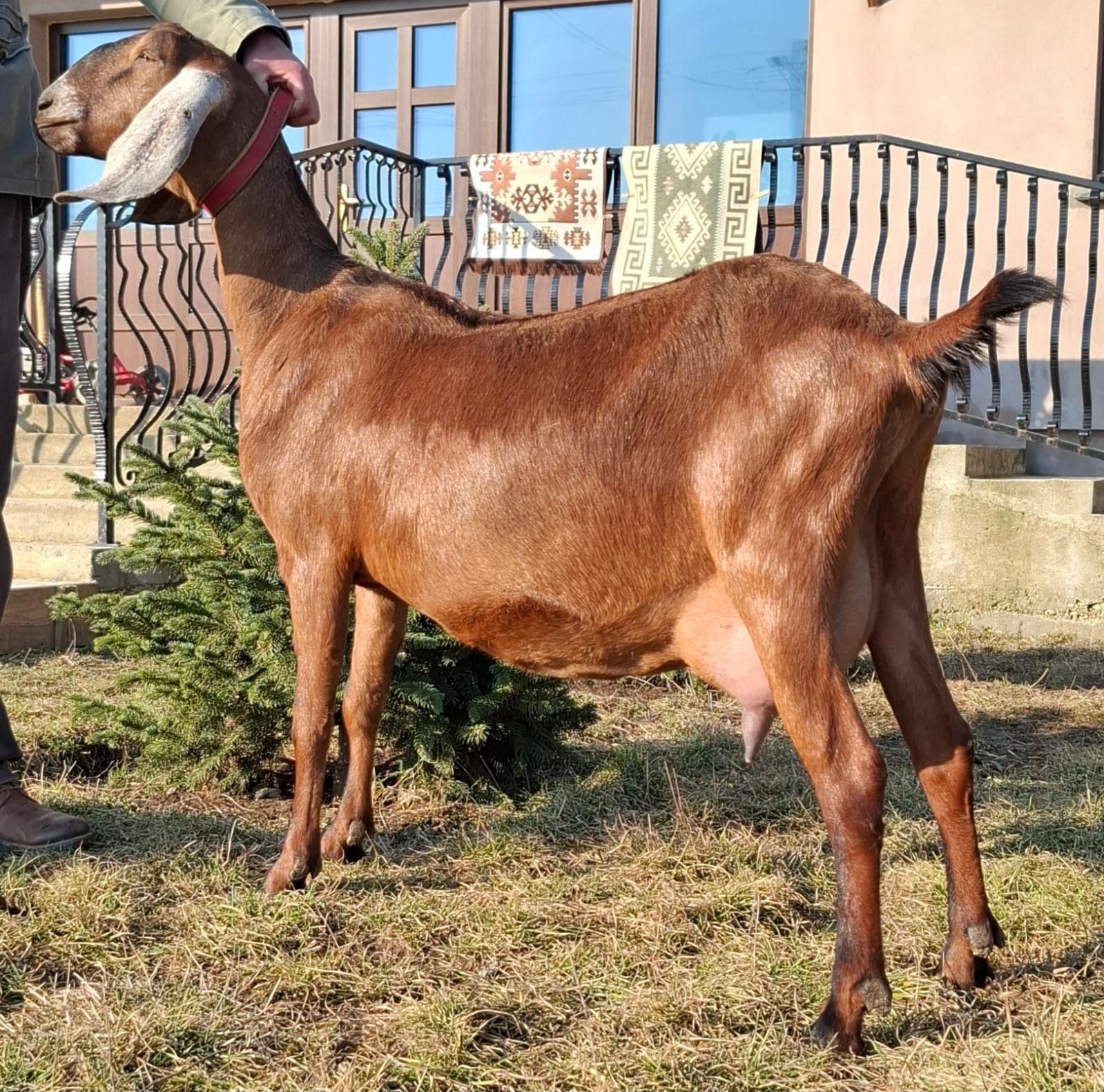 Vand capra anglonubiana cu pedegree