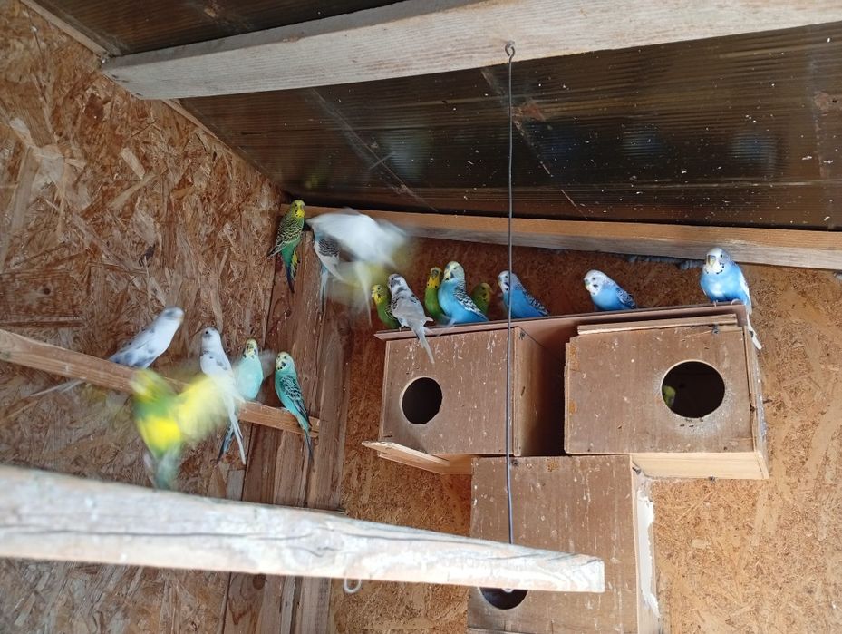 Vand Perusii 30 bucati