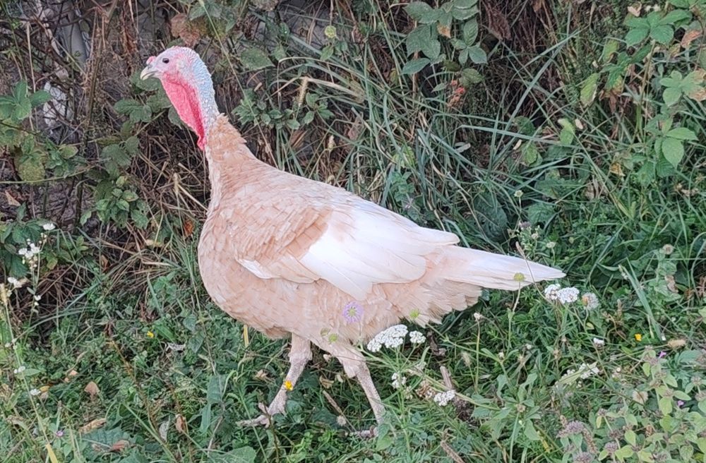 Curci si curcani red bourbone