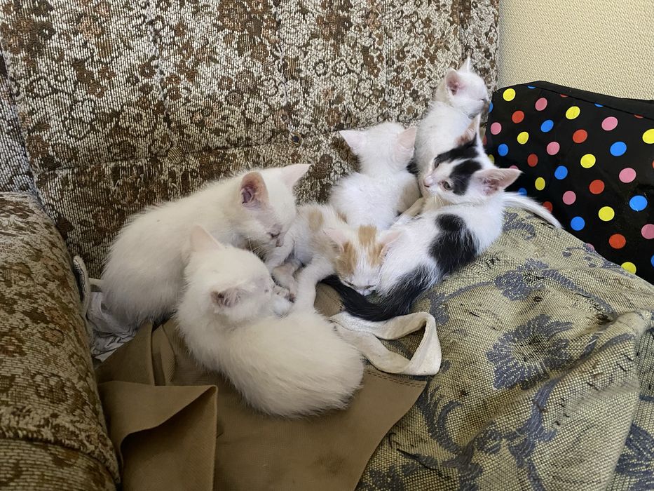 Котята / Марғаулар