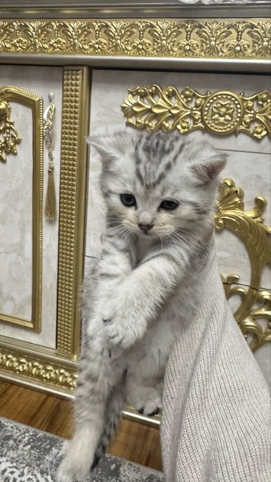 Arzon narxda seribristiy shinshilla bolalari