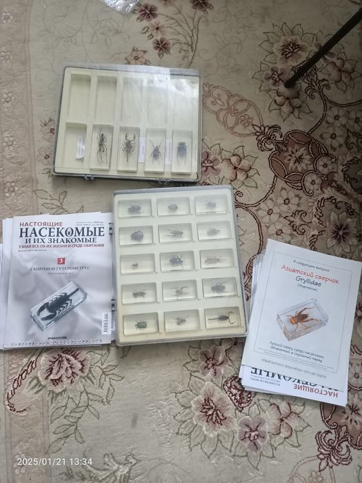 Продам набор насекомых
